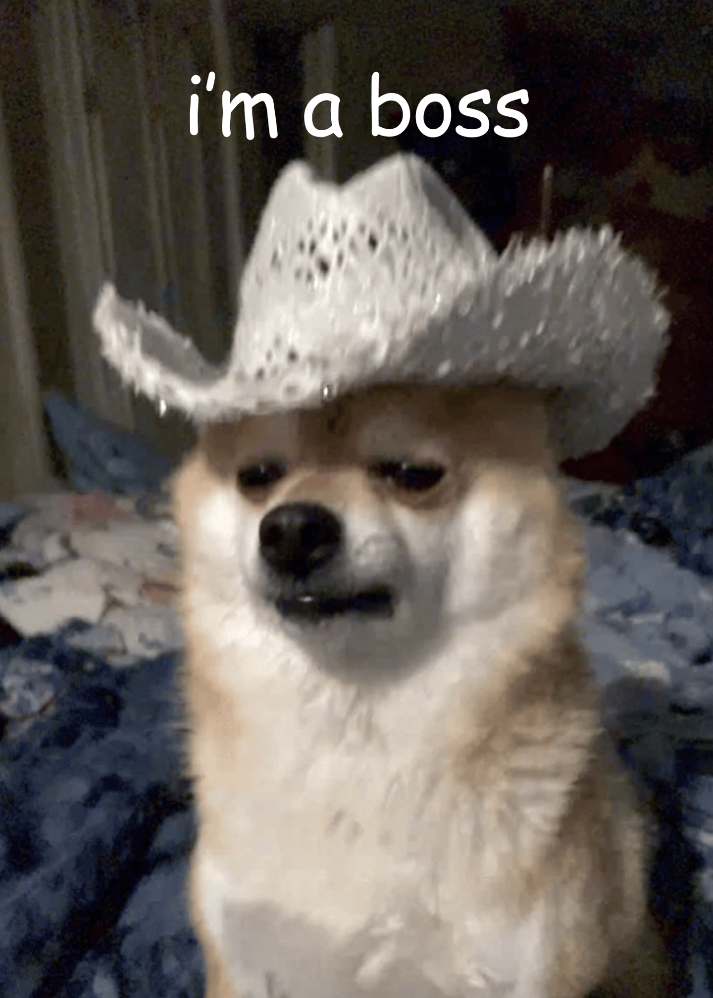 Boss Dog Cowboy Humor Card