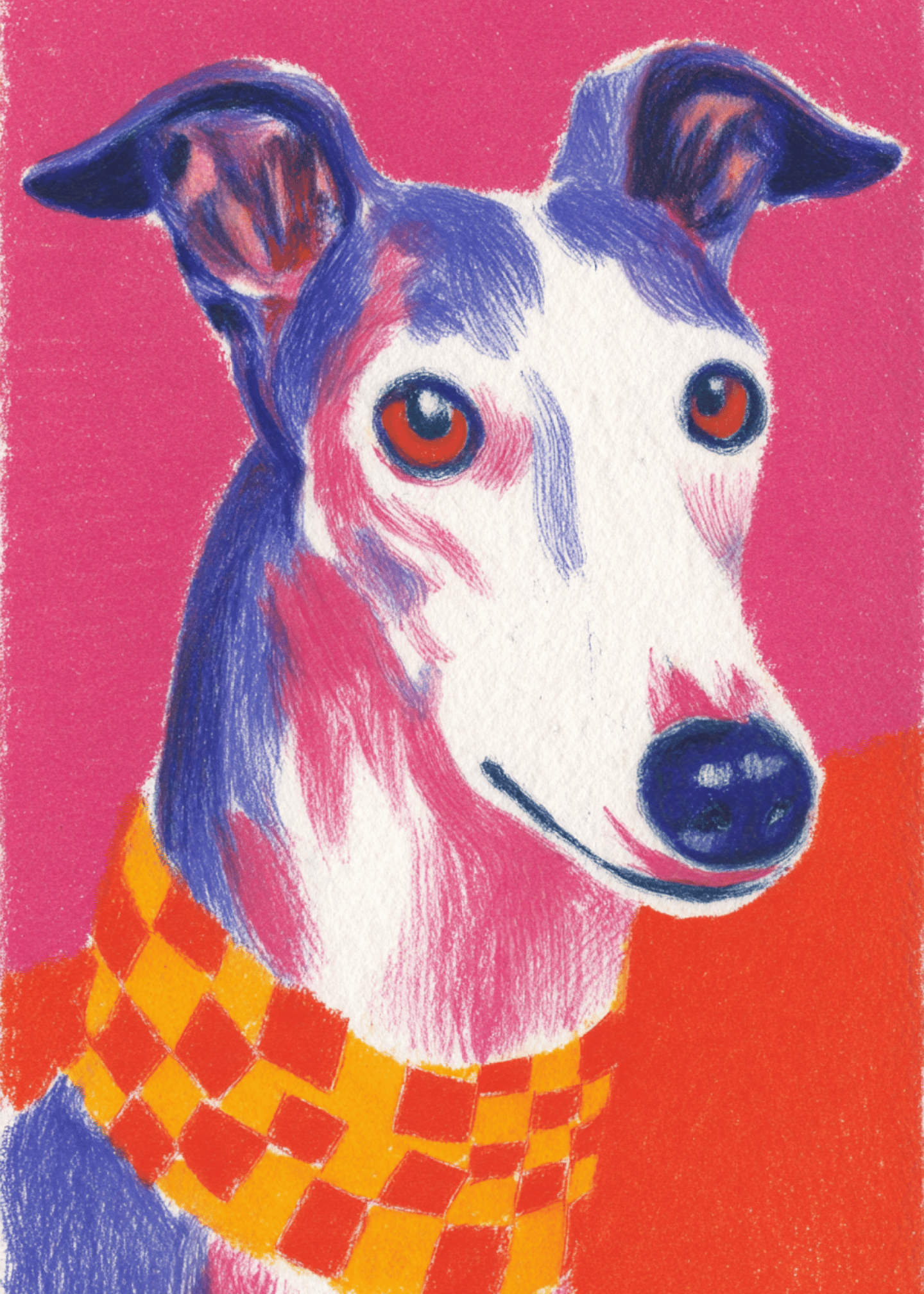greyhound dog with checkered scarf