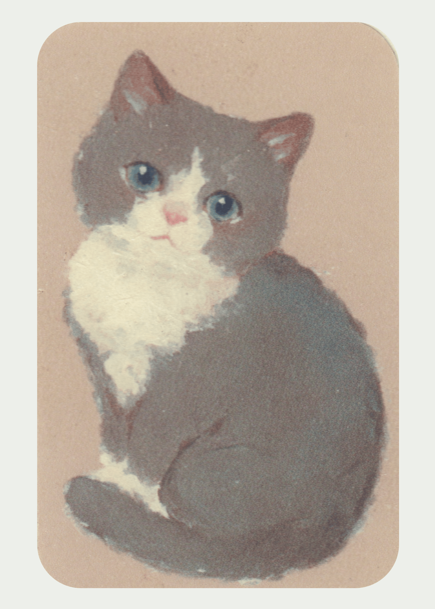 cute grey cat