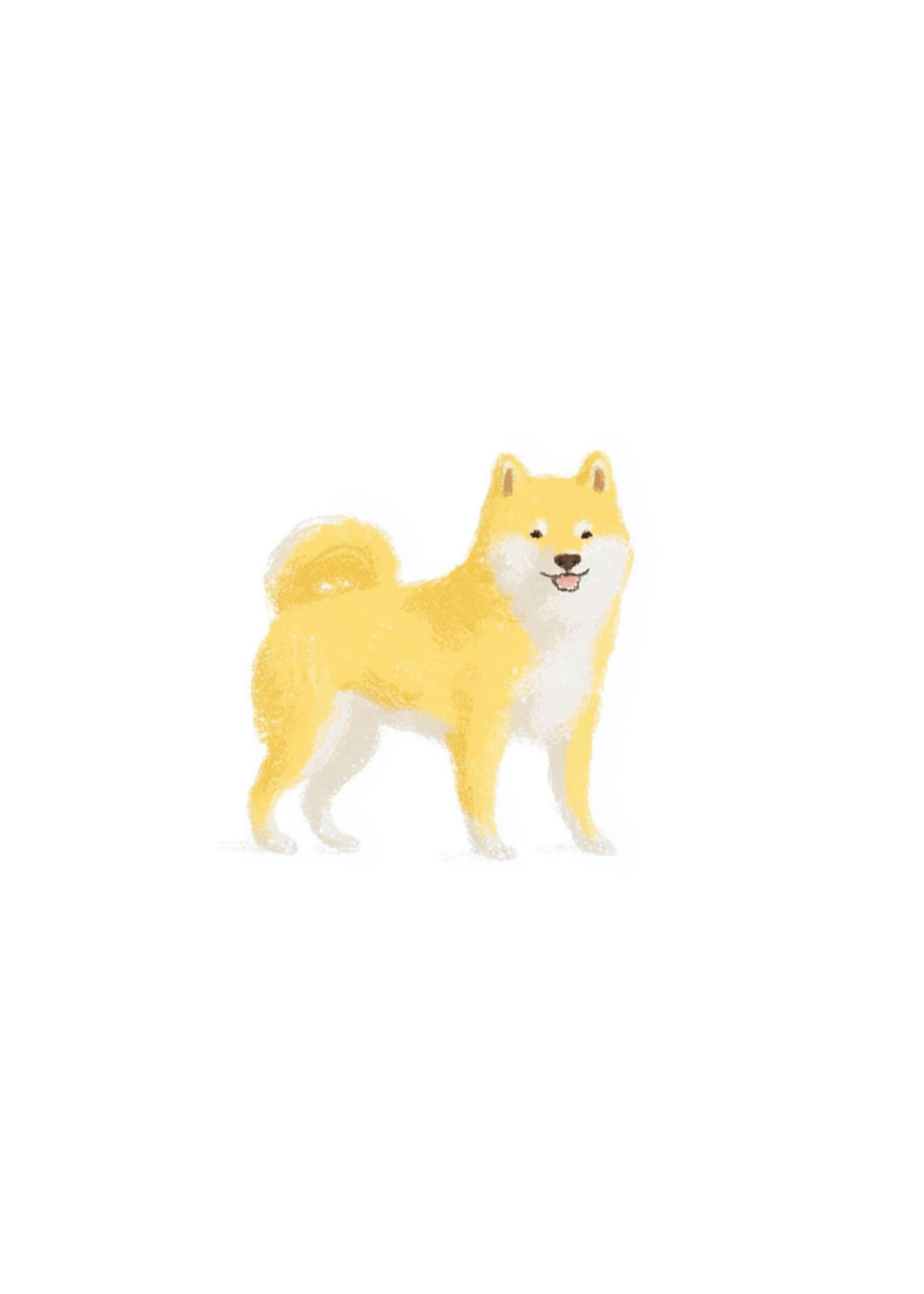 shiba inu standing