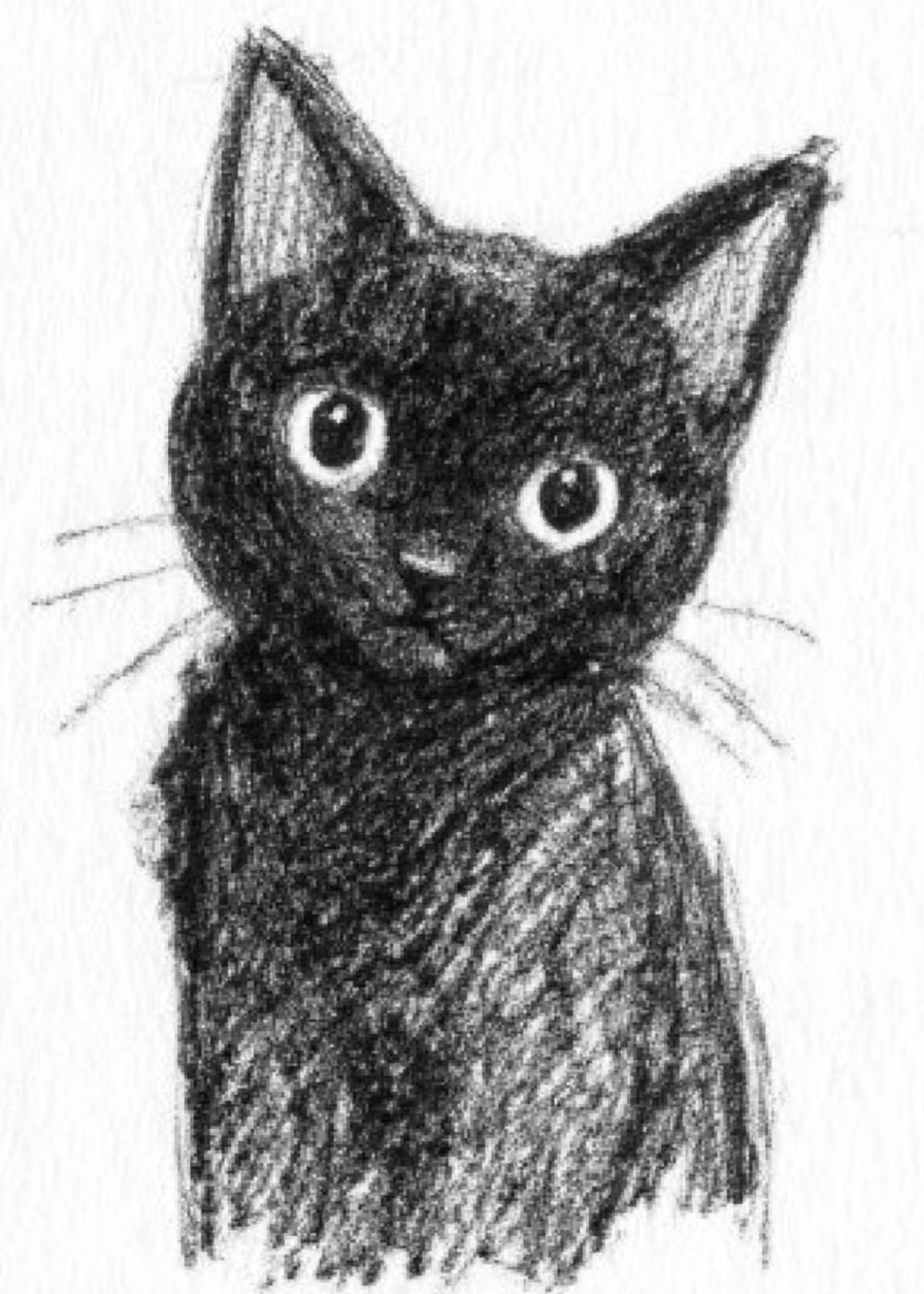 black cat sketch