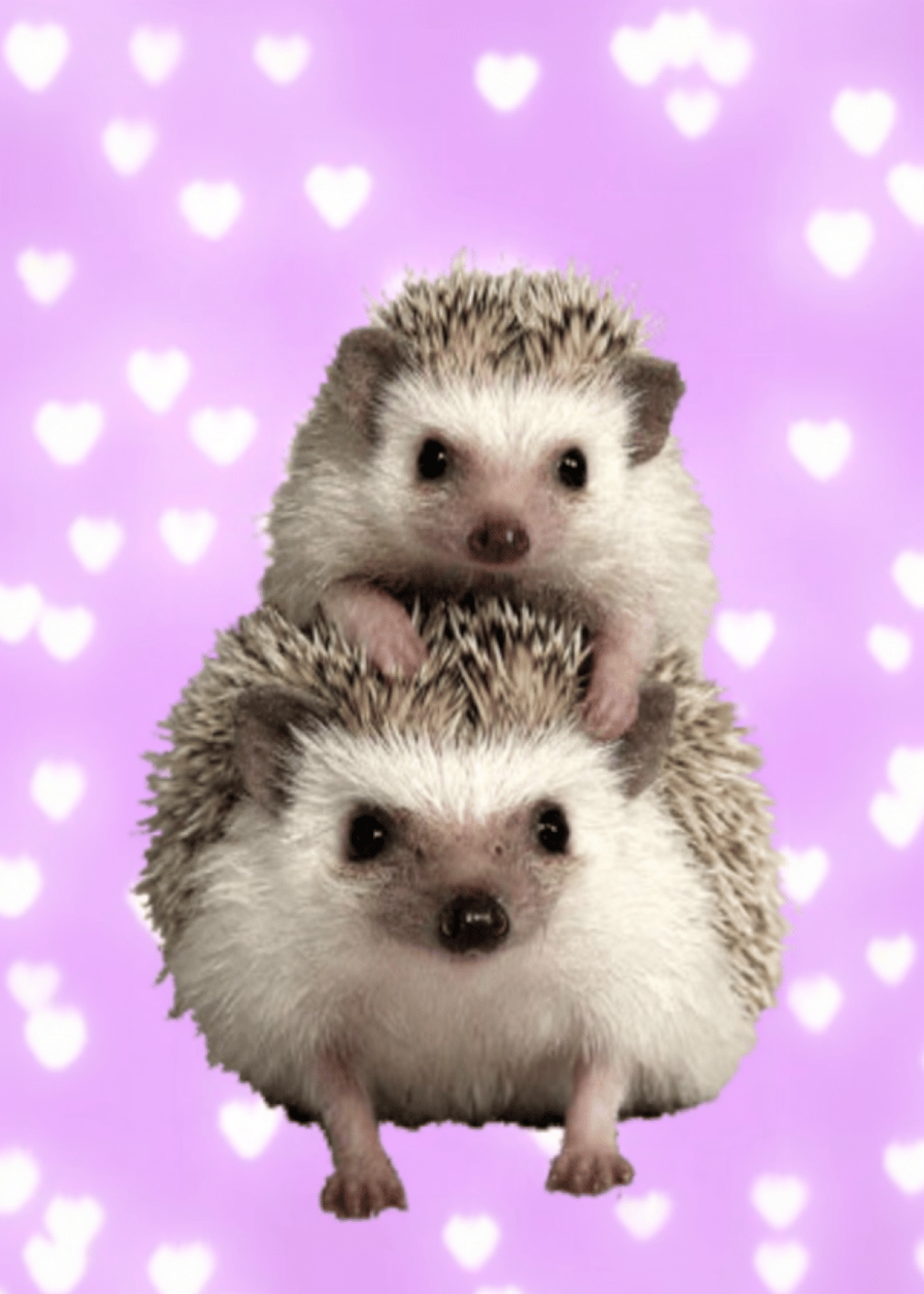 hedgehog mom and baby