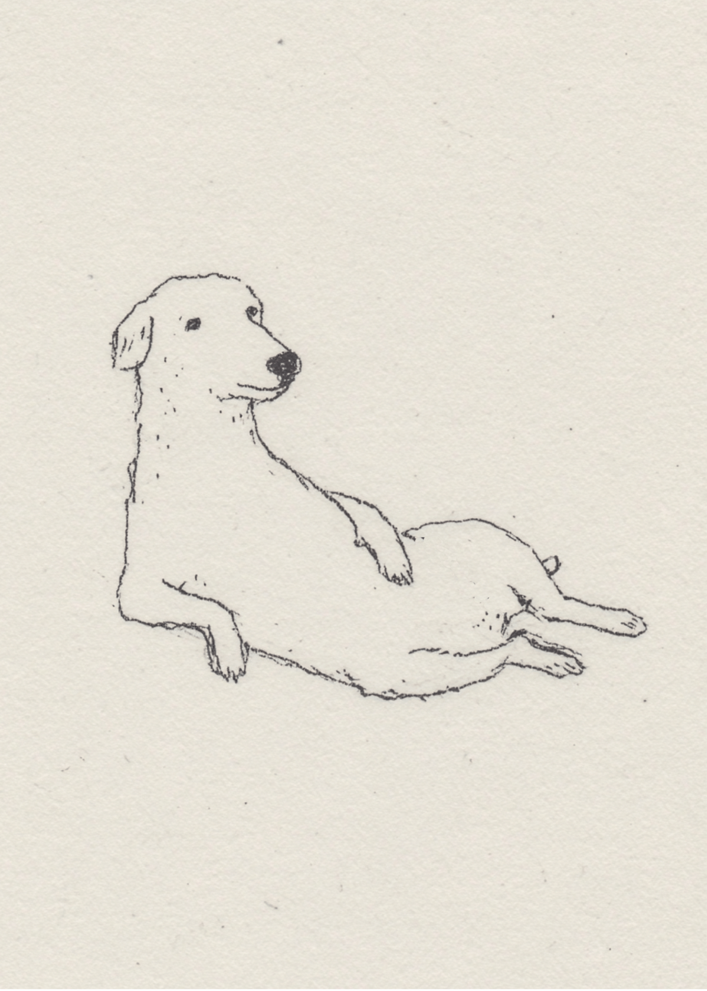 dog posing