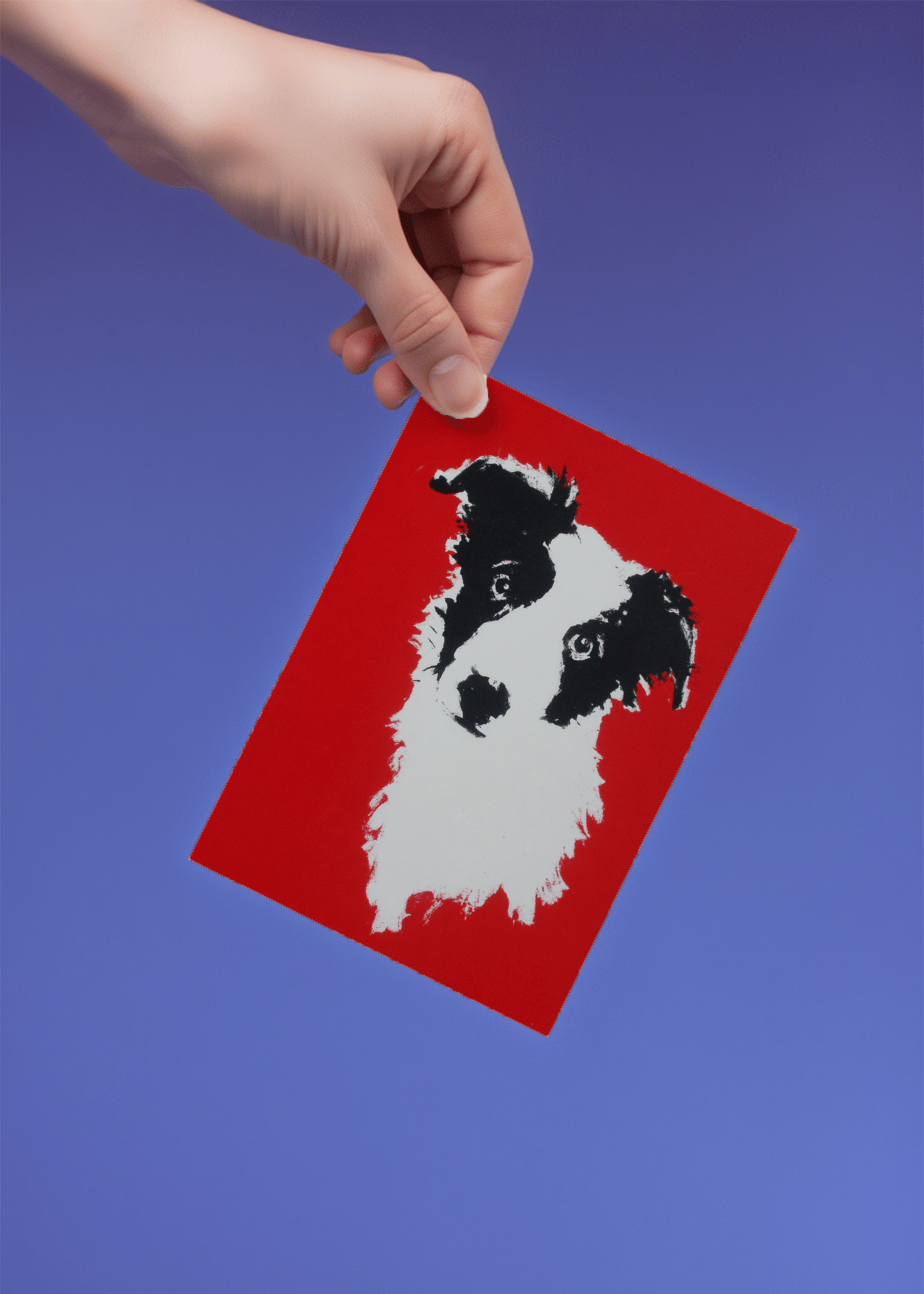 border collie illustration mockup 4