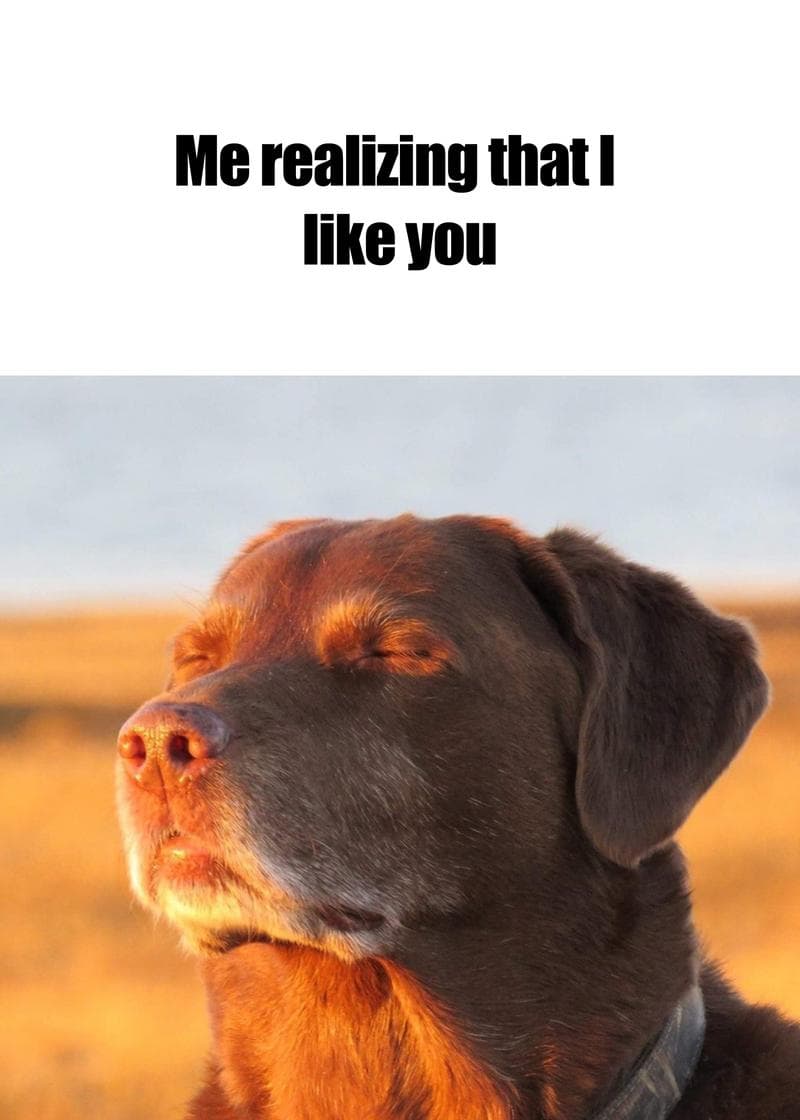 Realizing I Like You Dog Card card