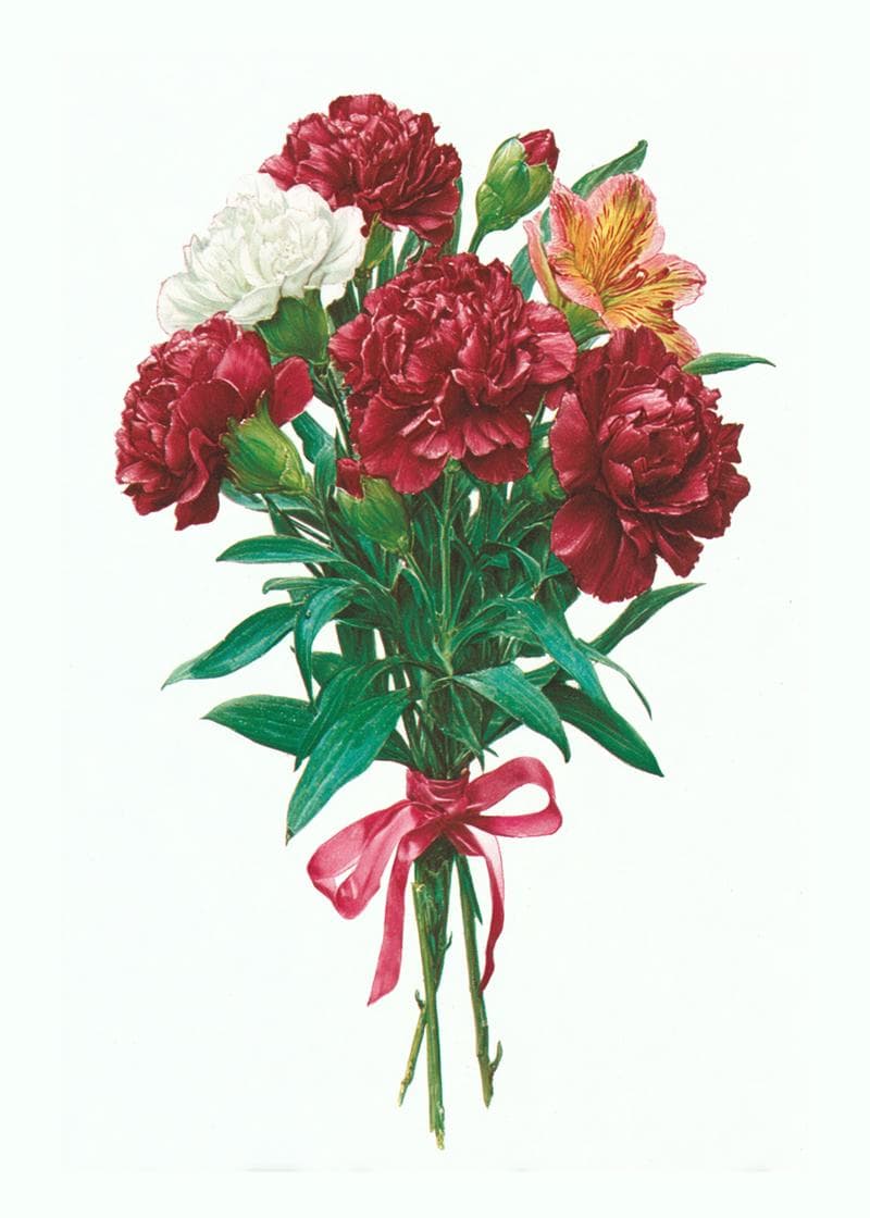 Charming Carnations Bouquet Card card