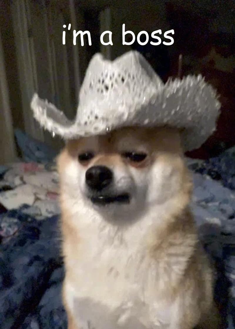 Boss Dog Cowboy Humor Card card
