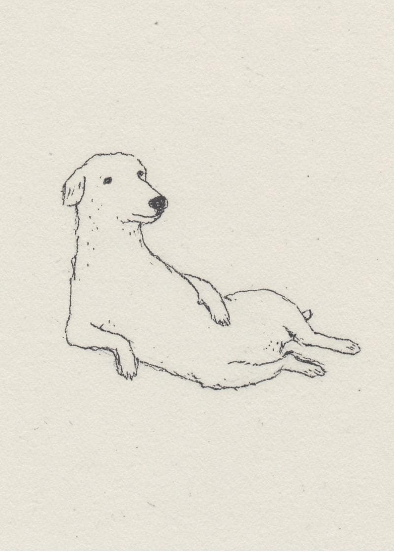 dog posing card