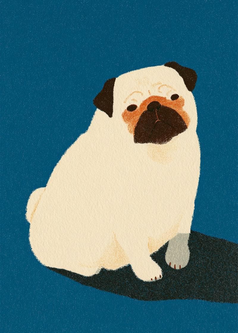 pug sitting card