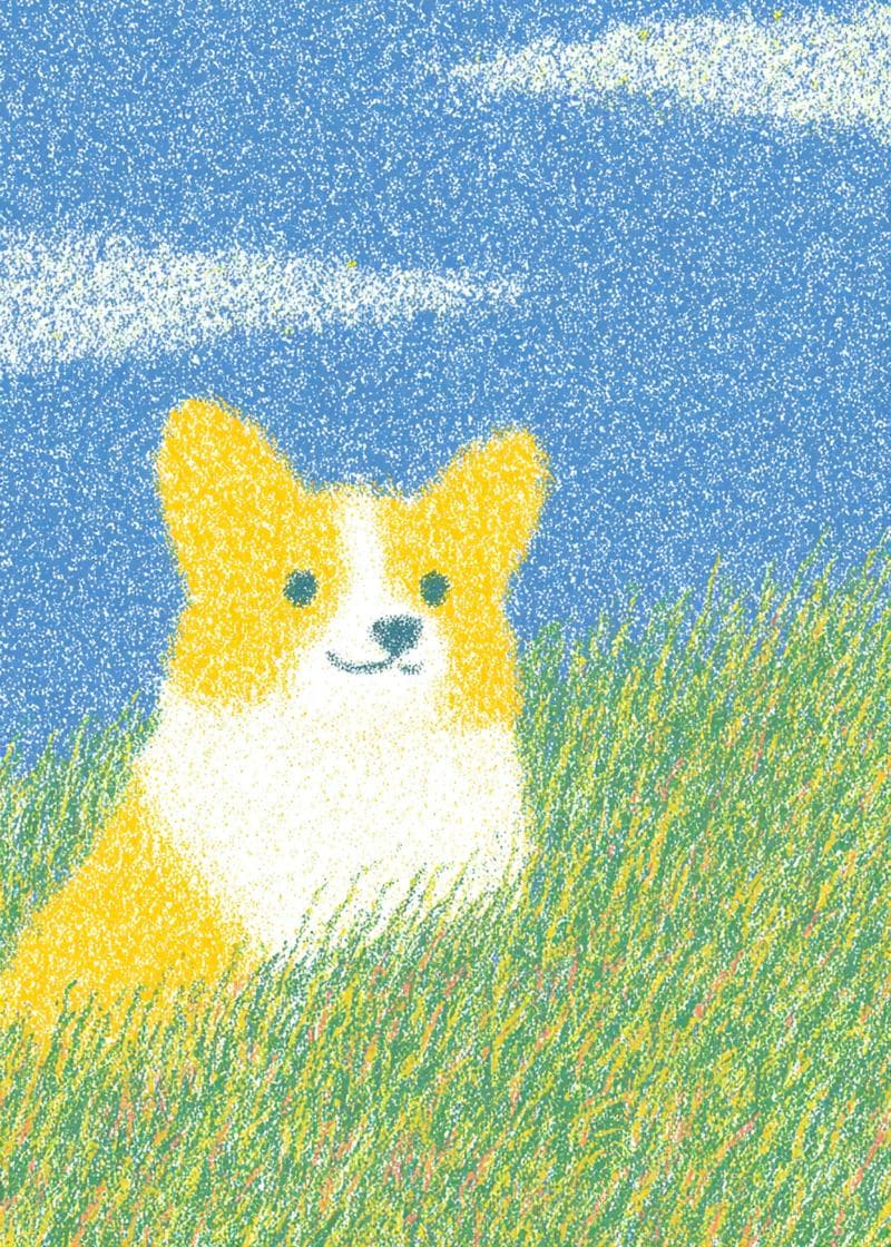 corgi in field card