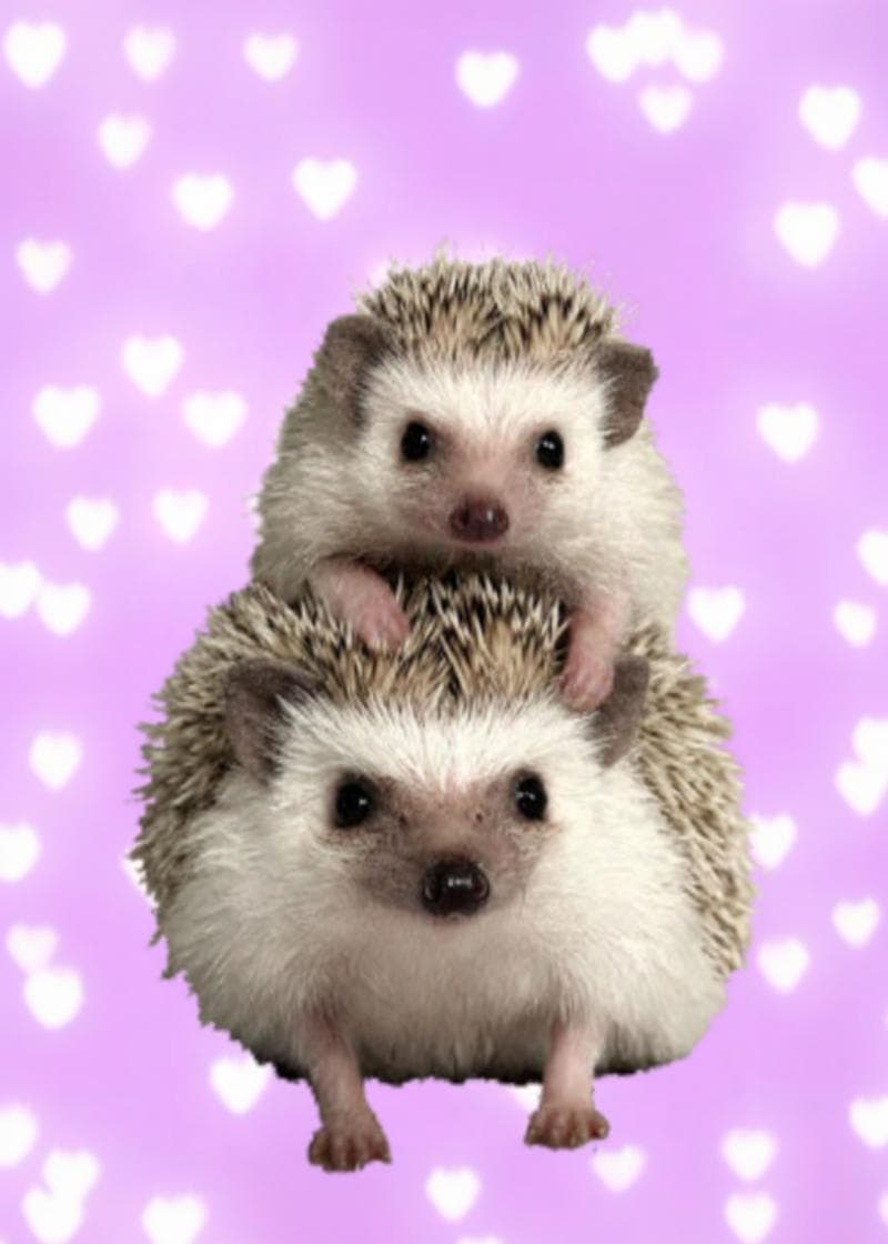 hedgehog mom and baby card